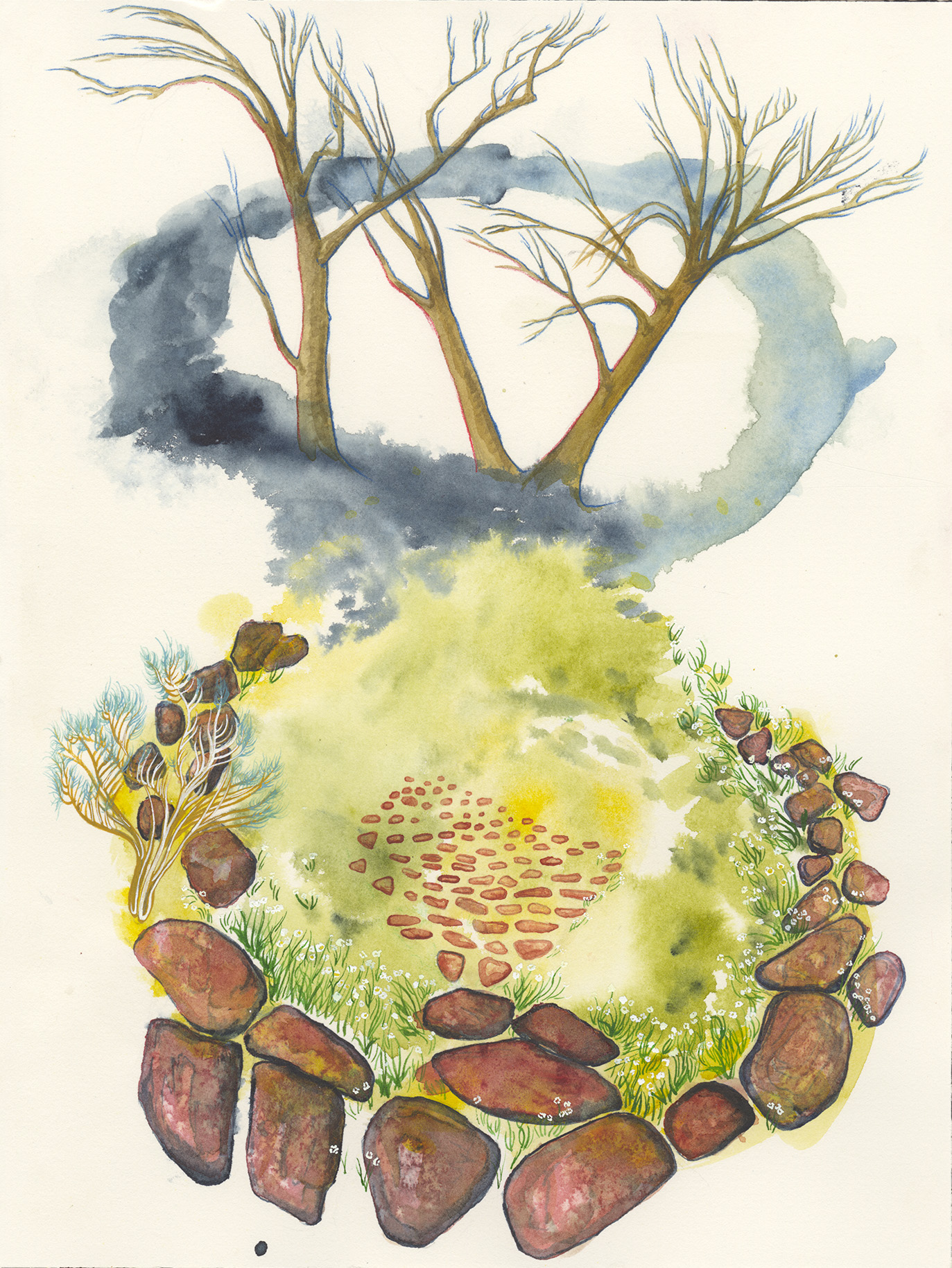 Field Work Field Guide Illustrations Claire Taylor